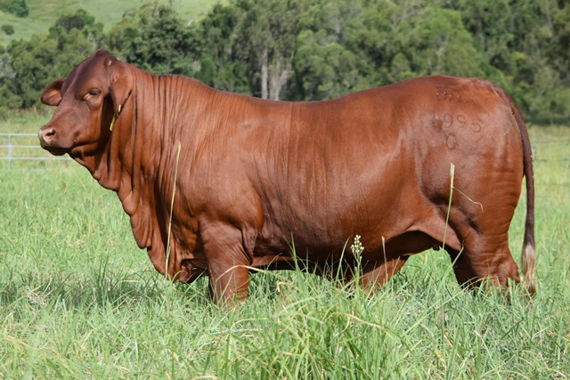 Bryvonlea Princess Margo